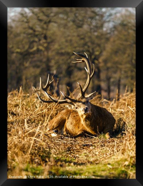 Curious stag Framed Print by Chris Rabe