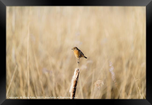 Stonechat female perched ona  reed Framed Print by Chris Rabe