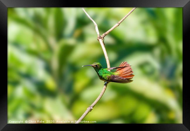 Rufous-Tailed Hummingbird  Framed Print by Chris Rabe