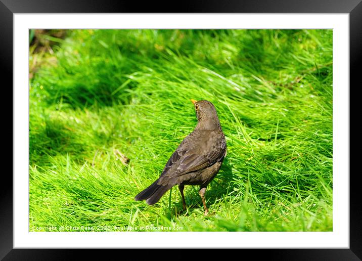 Blackbird in grass Framed Mounted Print by Chris Rabe