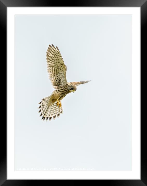 Common Kestrel hovering Framed Mounted Print by Chris Rabe