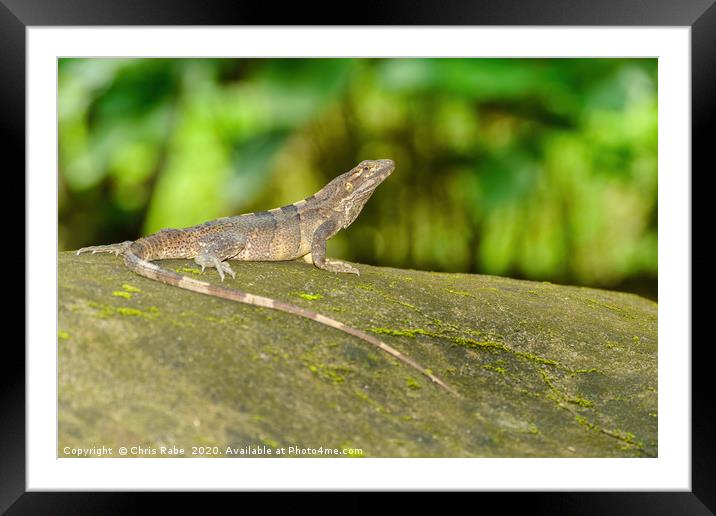 Black Spiny Tailed Iguana  Framed Mounted Print by Chris Rabe