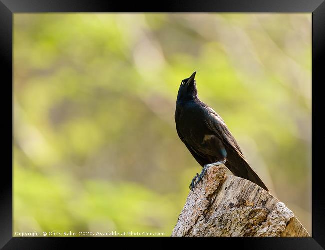 Common Grackle  Framed Print by Chris Rabe