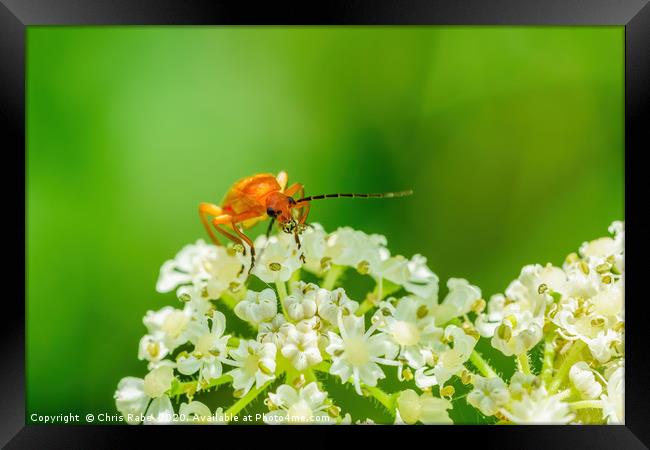 Red soldier beetle Framed Print by Chris Rabe