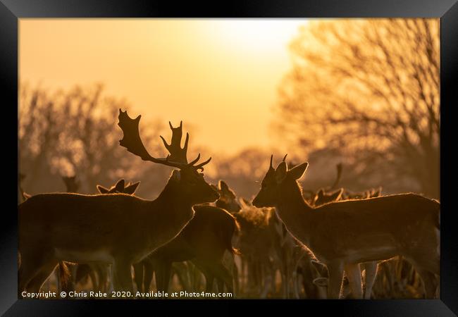 Fallow Deer silhouette Framed Print by Chris Rabe