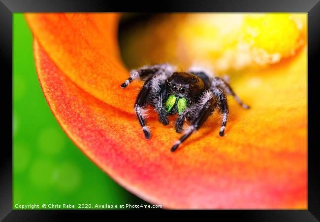 Cute jumping  spider Framed Print by Chris Rabe