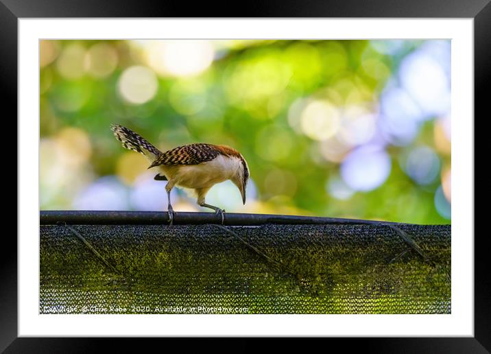 rufous-naped Wren  Framed Mounted Print by Chris Rabe