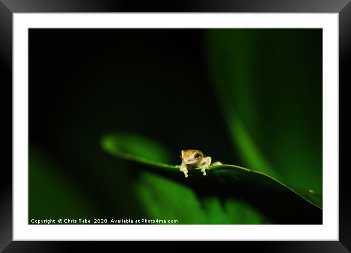 Tiny baby tree frog Framed Mounted Print by Chris Rabe