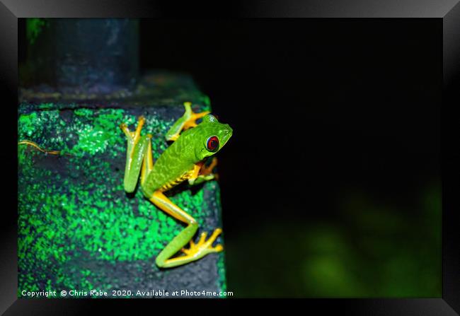 Red-Eyed Tree Frog  Framed Print by Chris Rabe