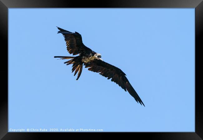 A very wet Frigatebird in flight Framed Print by Chris Rabe