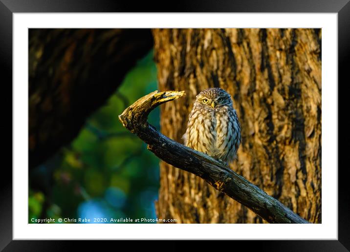 Little Owl at sunset Framed Mounted Print by Chris Rabe