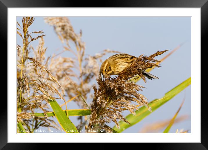 Reed Bunting female Framed Mounted Print by Chris Rabe