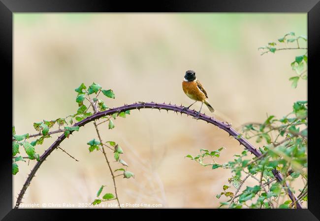 Stonechat male Framed Print by Chris Rabe