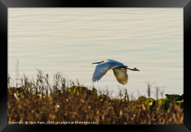 Little Egret in flight Framed Print by Chris Rabe