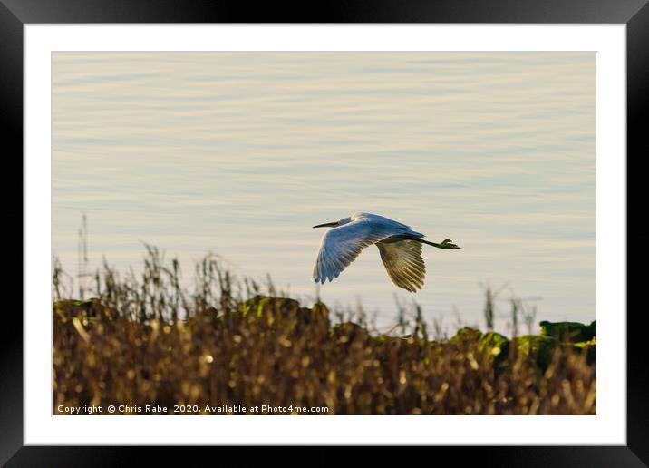 Little Egret in flight Framed Mounted Print by Chris Rabe