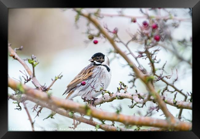 Reed Bunting male in winter Framed Print by Chris Rabe