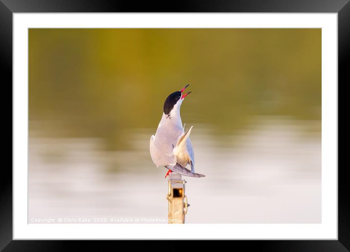 Common Tern calling out Framed Mounted Print by Chris Rabe