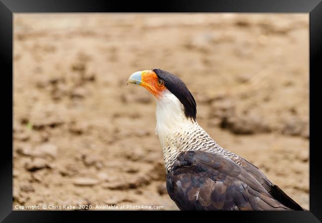 Crested Caracara portrait Framed Print by Chris Rabe