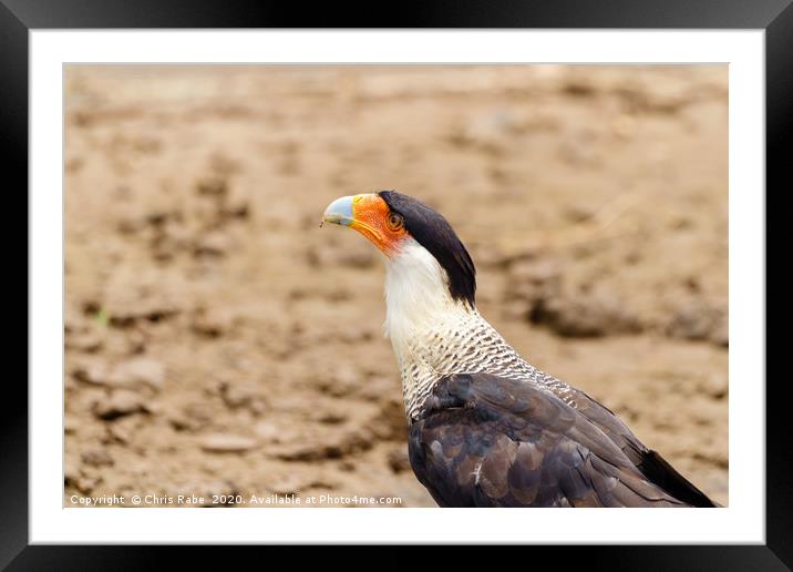 Crested Caracara portrait Framed Mounted Print by Chris Rabe