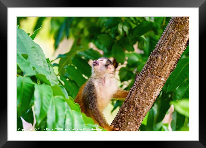 Common Squirrel Monkey  Framed Mounted Print by Chris Rabe