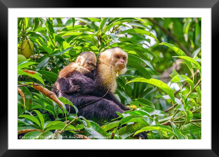 capuchin monkey with baby Framed Mounted Print by Chris Rabe