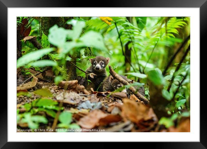 Pair of Baby Ring-Tailed Coati Framed Mounted Print by Chris Rabe