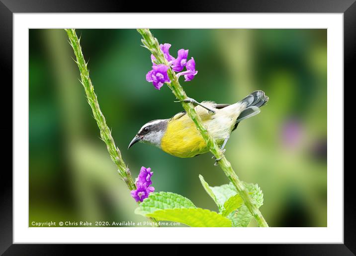 Bananaquit  Framed Mounted Print by Chris Rabe