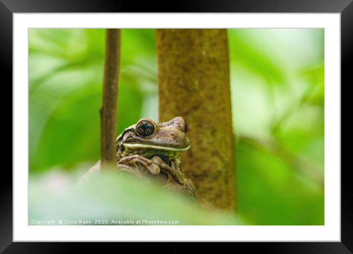 Veined Tree Frog  Framed Mounted Print by Chris Rabe