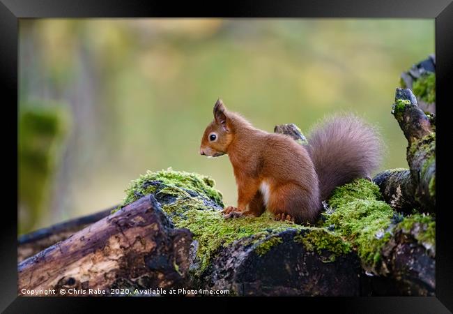 red squirrel Framed Print by Chris Rabe