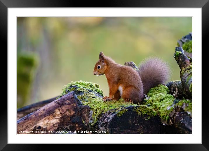 red squirrel Framed Mounted Print by Chris Rabe