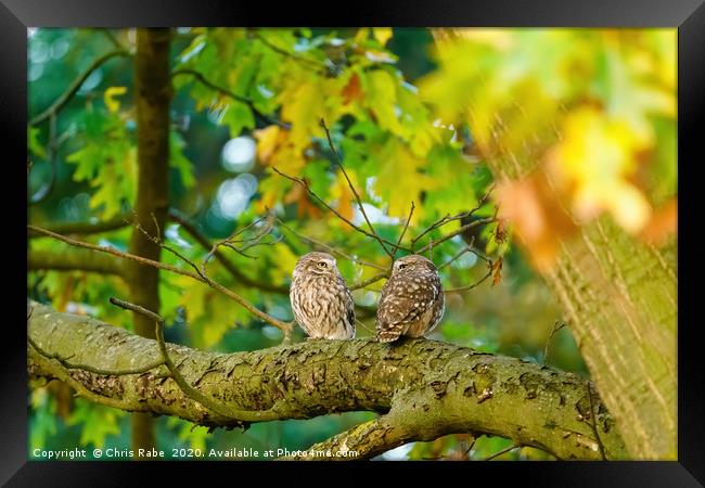 Pair of Little Owl Framed Print by Chris Rabe