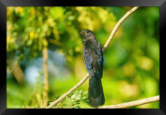Smooth-billed Ani  Framed Print by Chris Rabe