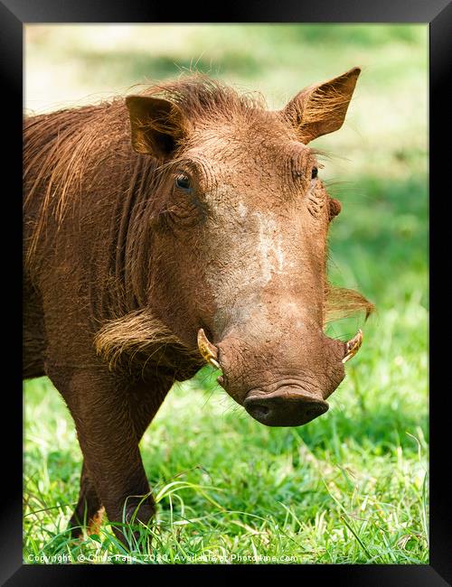 Warthog portrait Framed Print by Chris Rabe