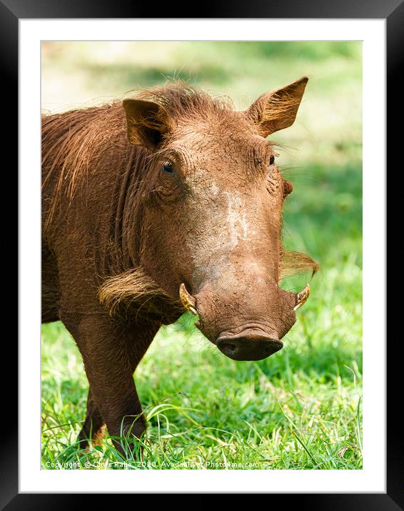 Warthog portrait Framed Mounted Print by Chris Rabe