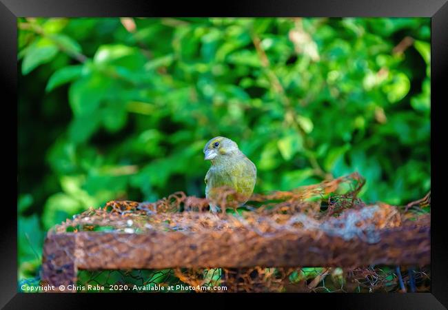 Greenfinch on some rusty metal  Framed Print by Chris Rabe