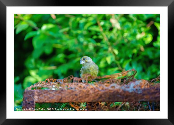 Greenfinch on some rusty metal  Framed Mounted Print by Chris Rabe