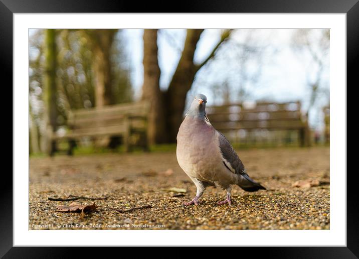 Common Wood Pigeon Framed Mounted Print by Chris Rabe