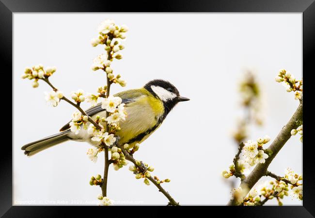 Great Tit in spring Framed Print by Chris Rabe