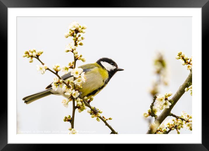 Great Tit in spring Framed Mounted Print by Chris Rabe