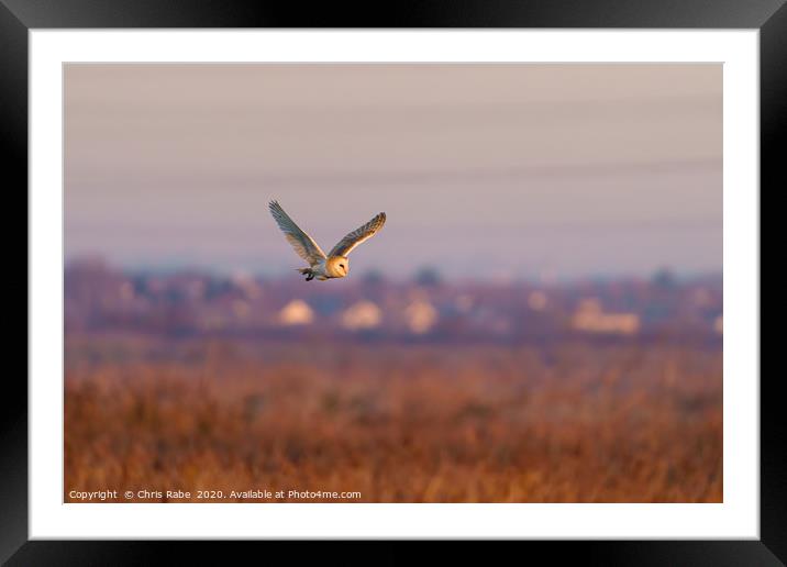 Barn owl in flight taken Framed Mounted Print by Chris Rabe