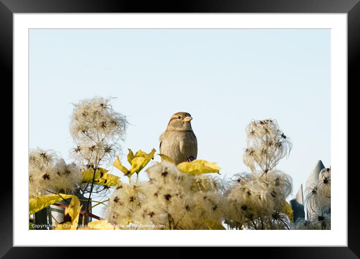House sparrow  Framed Mounted Print by Chris Rabe