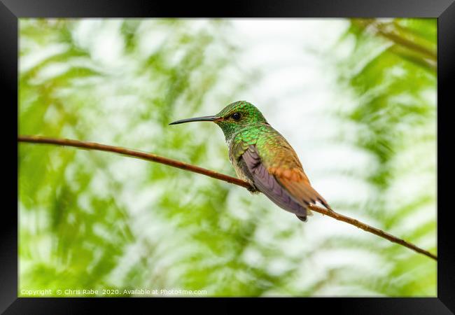 Rufous-Tailed Hummingbird Framed Print by Chris Rabe