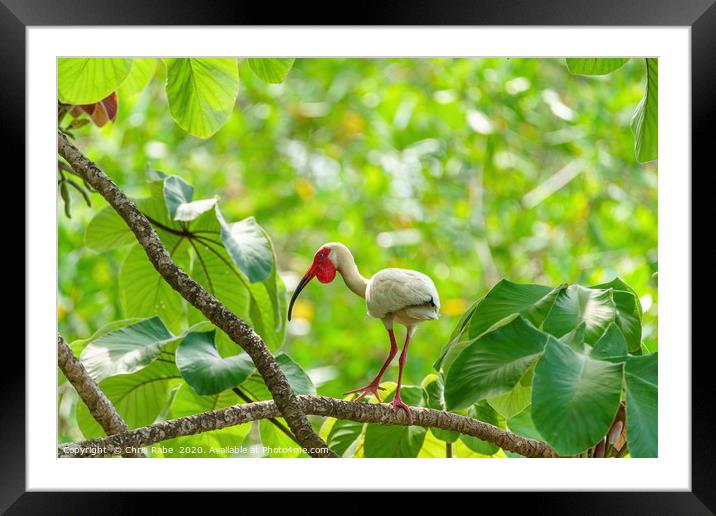 American White Ibis Framed Mounted Print by Chris Rabe