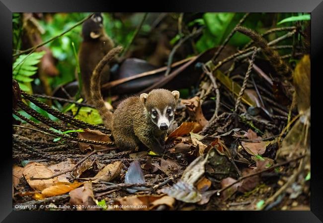 Baby Ring-Tailed Coati Framed Print by Chris Rabe