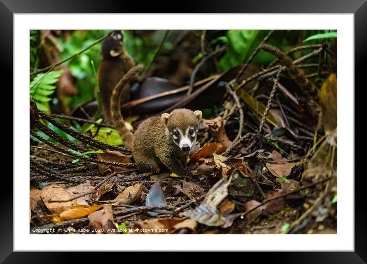 Baby Ring-Tailed Coati Framed Mounted Print by Chris Rabe