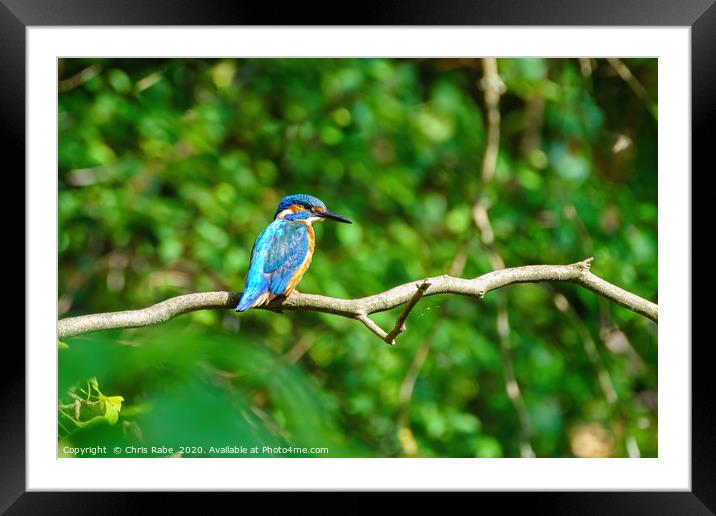 Common Kingfisher  Framed Mounted Print by Chris Rabe
