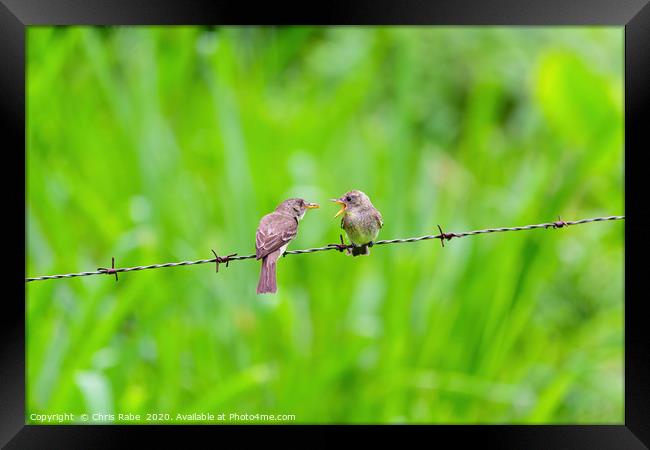 Ochraceous Pewee juvenile being fed Framed Print by Chris Rabe