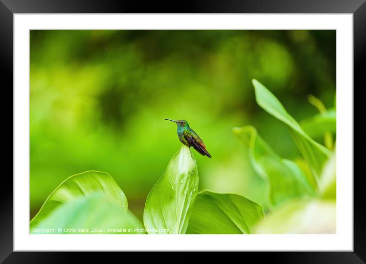 Rufous-Tailed Hummingbird Framed Mounted Print by Chris Rabe