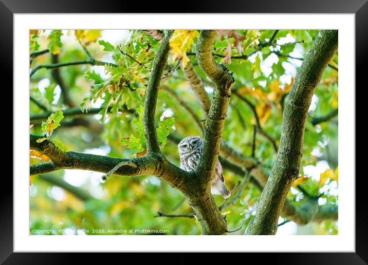 Little Owl staring into camera from between branch Framed Mounted Print by Chris Rabe