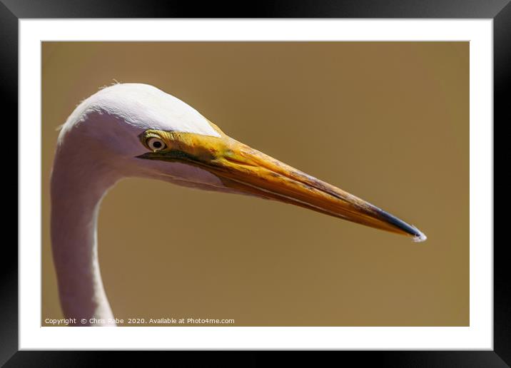 Great White Egret close-up portrait Framed Mounted Print by Chris Rabe